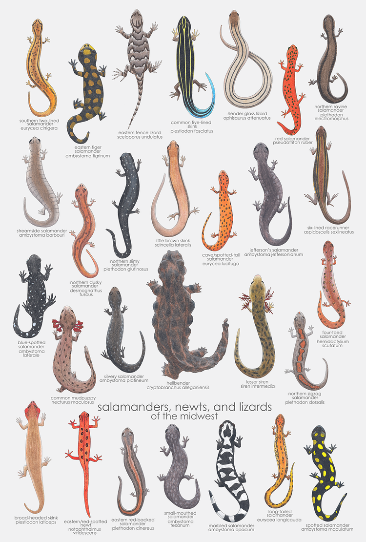 Difference Between Newts And Salamanders