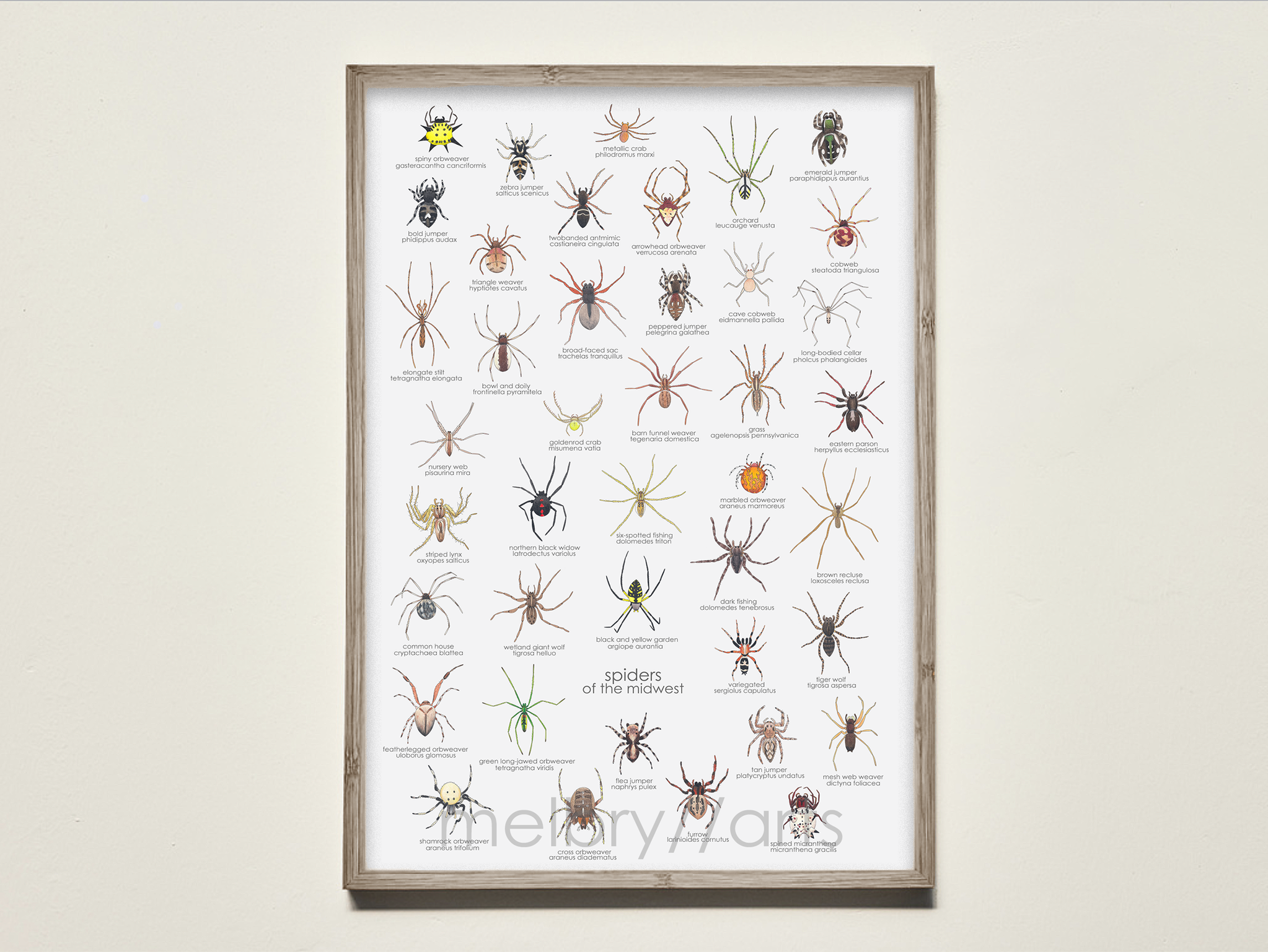 dark wood frame - spiders-mw.png