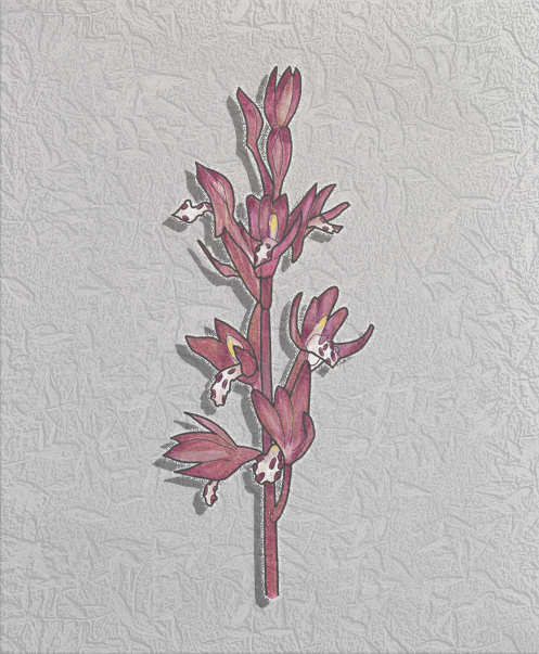 spotted coral root.png