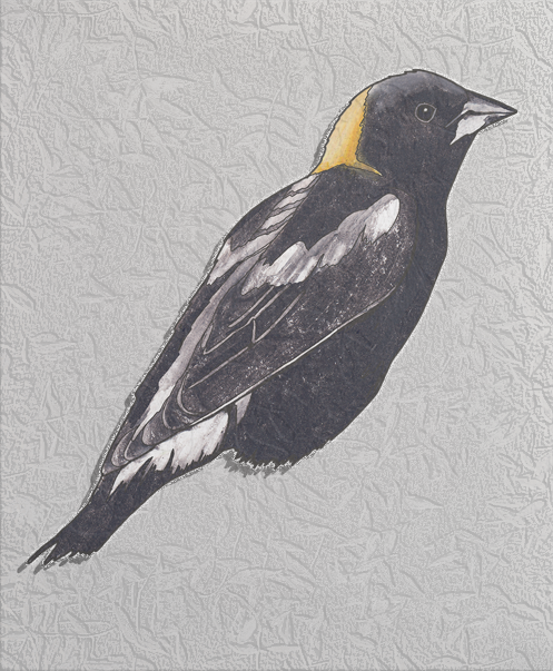 bobolink.png