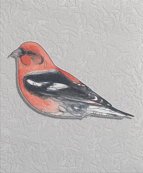 white-winged crossbill
