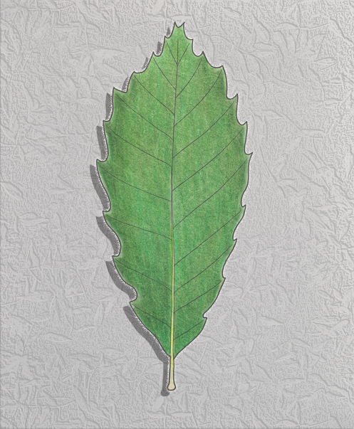 chinkapin oak leaf.png