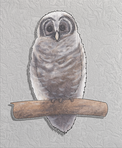 baby barred owl