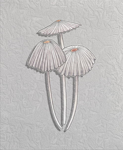 pleated inkcap.png
