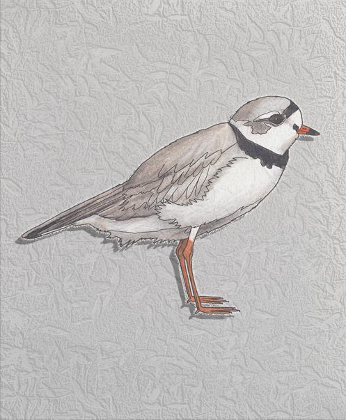 piping plover