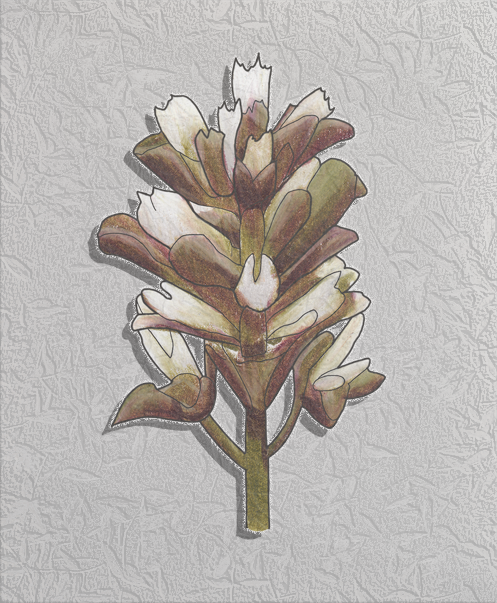 virginia pennywort.png