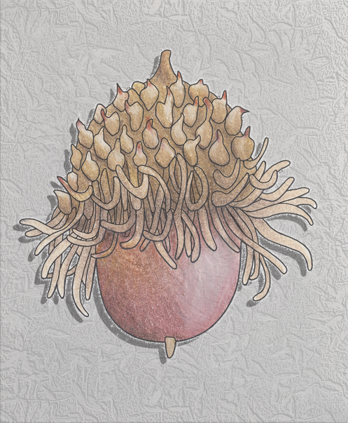 bur oak acorn