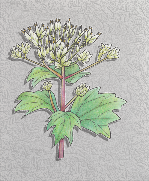 pale indian plantain.png