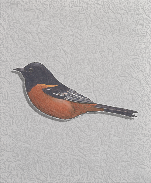 orchard oriole.png