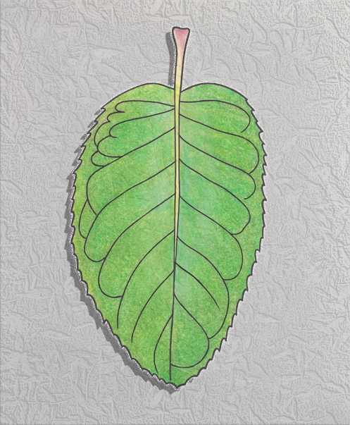 serviceberry