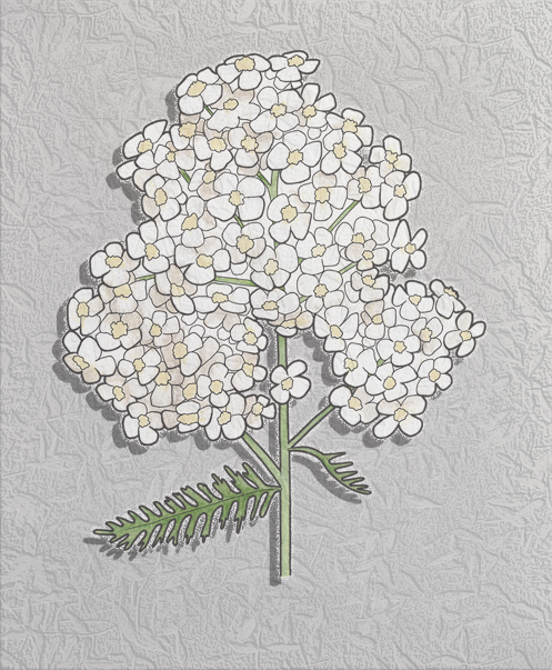 common yarrow.png