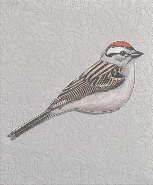 chipping sparrow