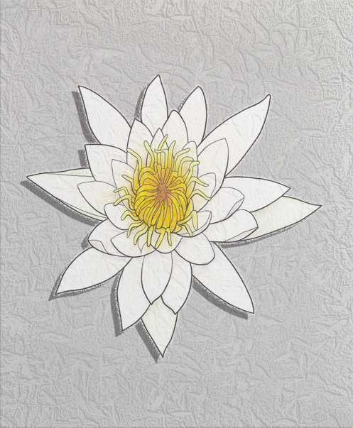 american white waterlily