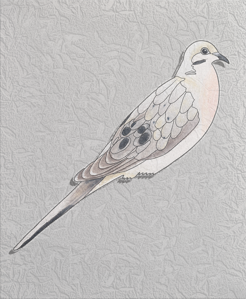 mourning dove