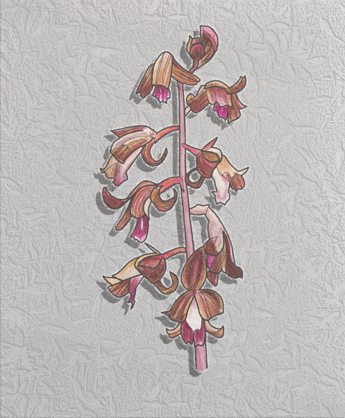 crested coralroot.png