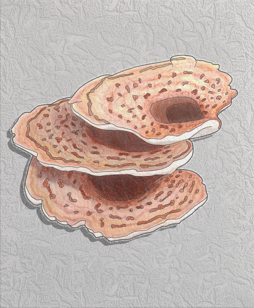 dryad's saddle