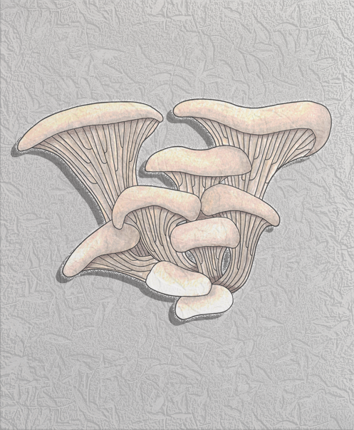 oyster