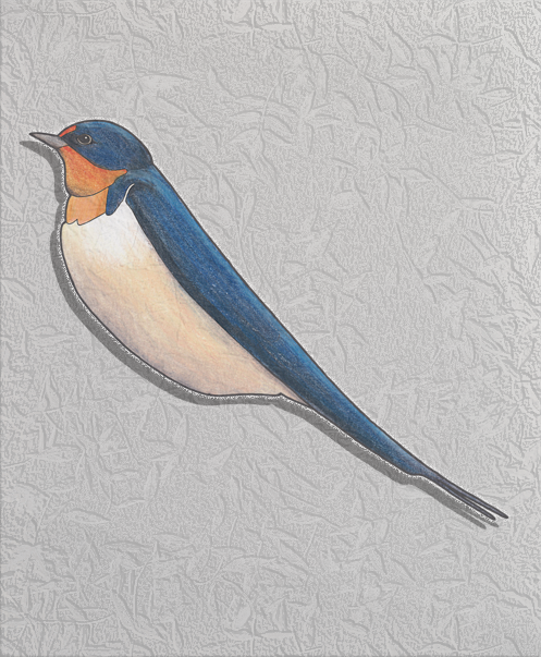 barn swallow