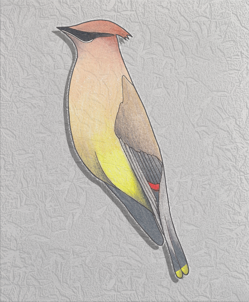 cedar waxwing