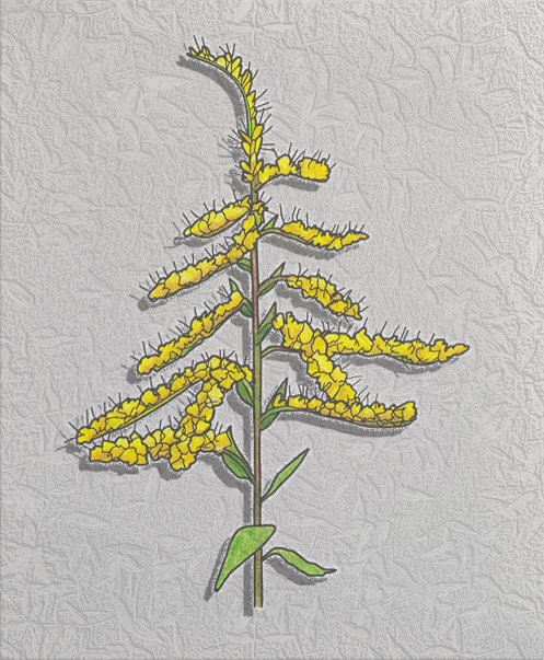 canada goldenrod