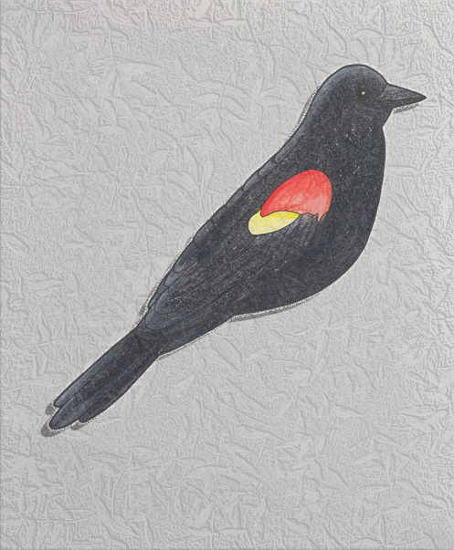red-winged blackbird