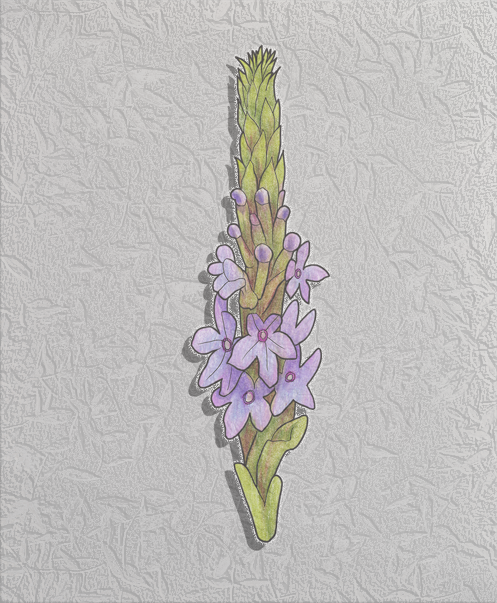 pickerelweed