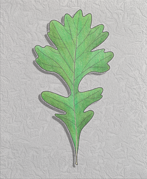 bur oak