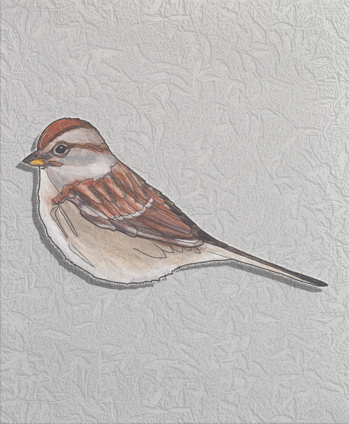 american tree sparrow.png