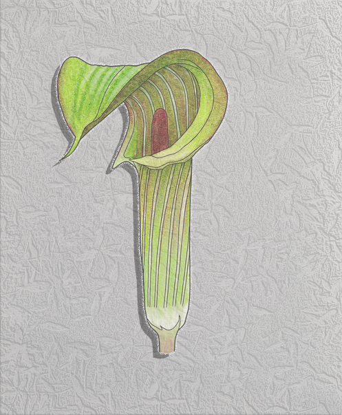 jack-in-the-pulpit