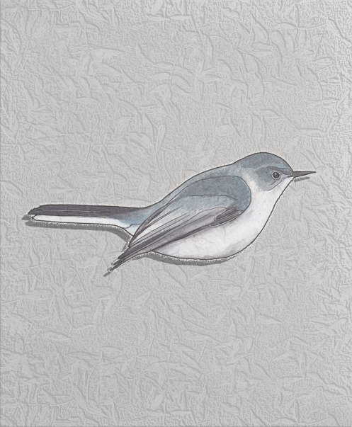 bluegray gnatcatcher.png