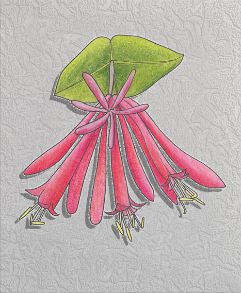 coral honeysuckle.png