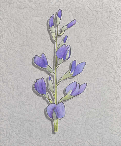 wild blue indigo