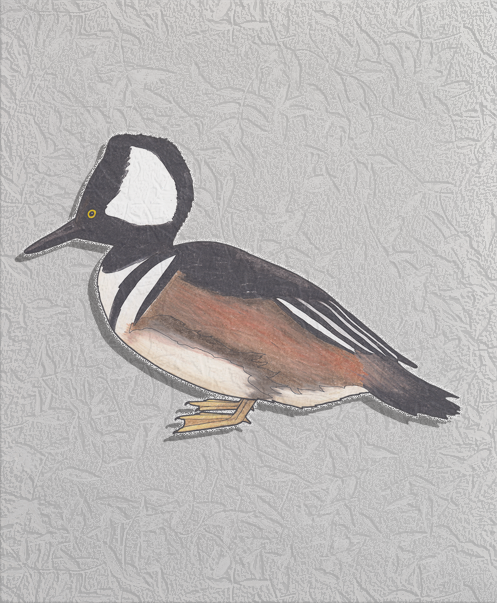 hooded merganser