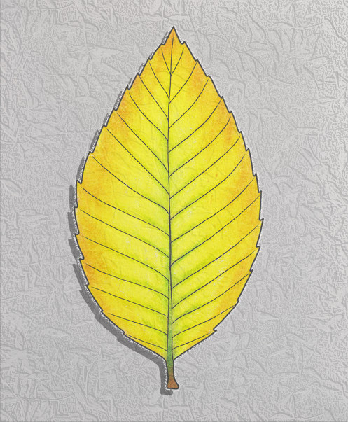 beech - fall