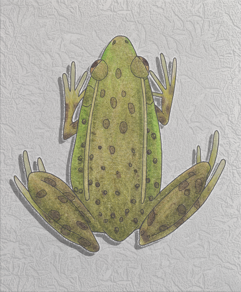 green frog