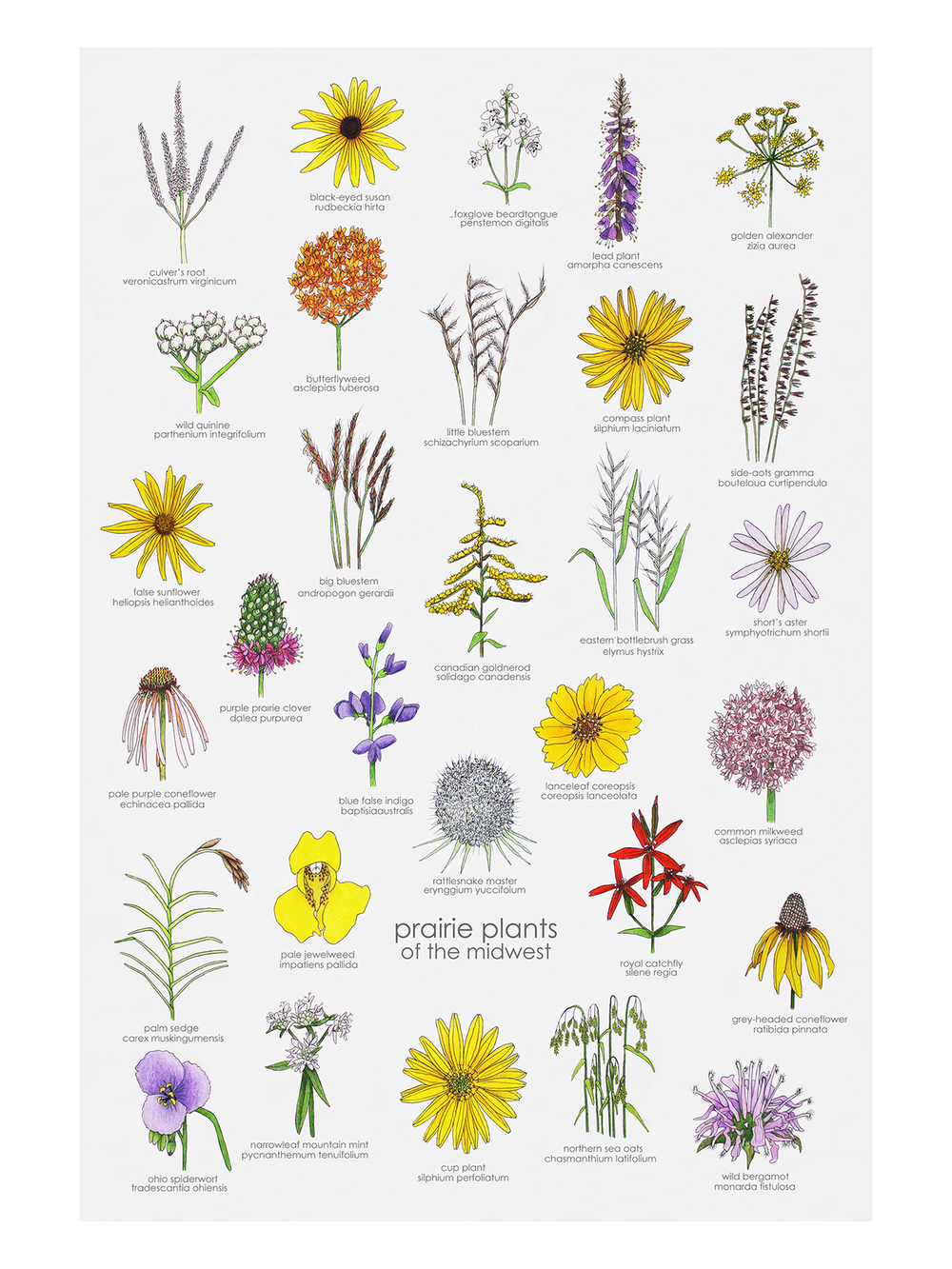 prairie plants of the midwest  melbry//arts
