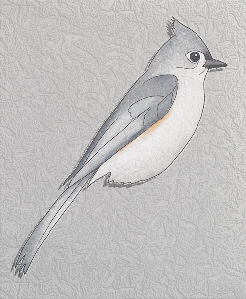 tufted titmouse