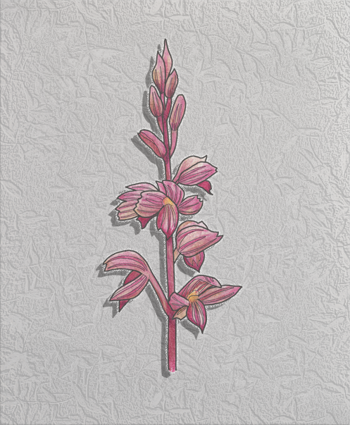 striped coral root.png