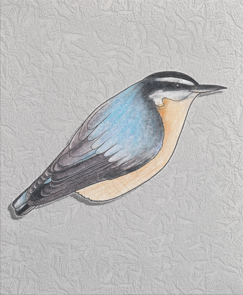 red-breasted nuthatch