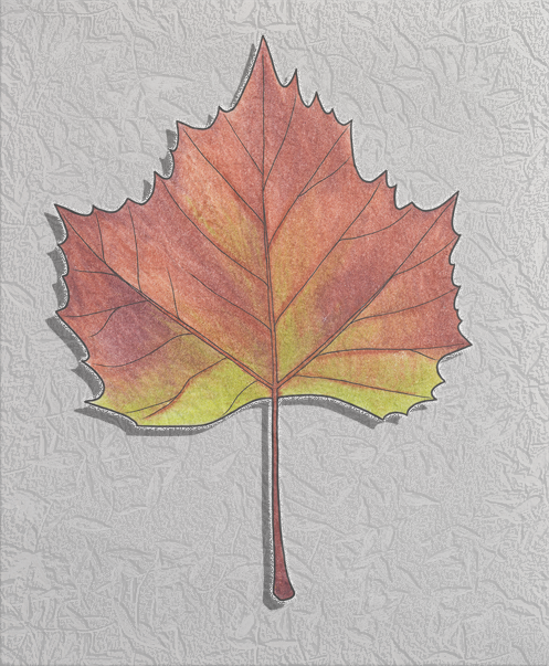 sycamore fall.png