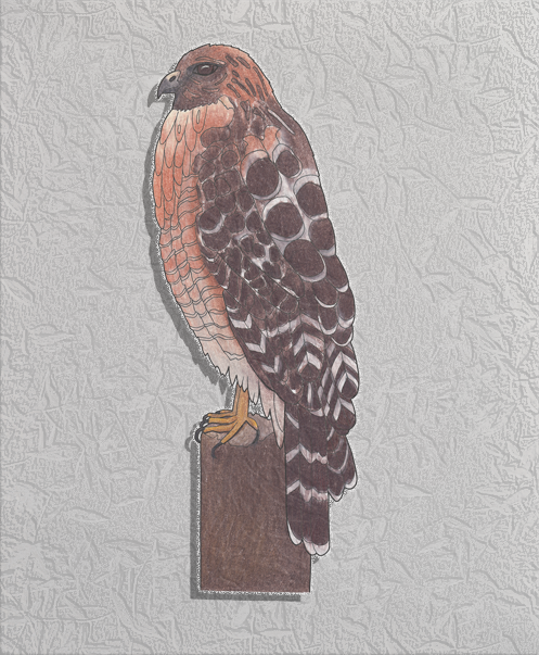 red-shouldered hawk