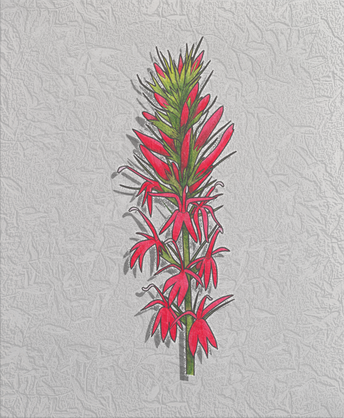 cardinal flower(2).png