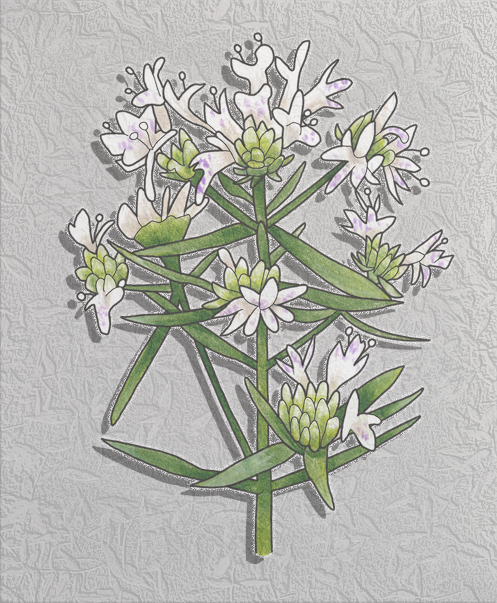 common mountain mint.png