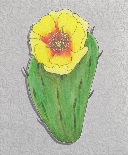 eastern prickly pear.png