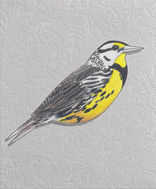eastern meadowlark.png