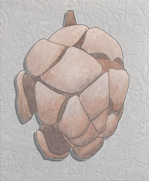 bald cypress cone.png