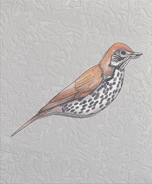 wood thrush