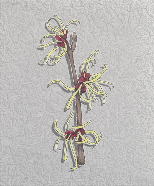 witch hazel branch