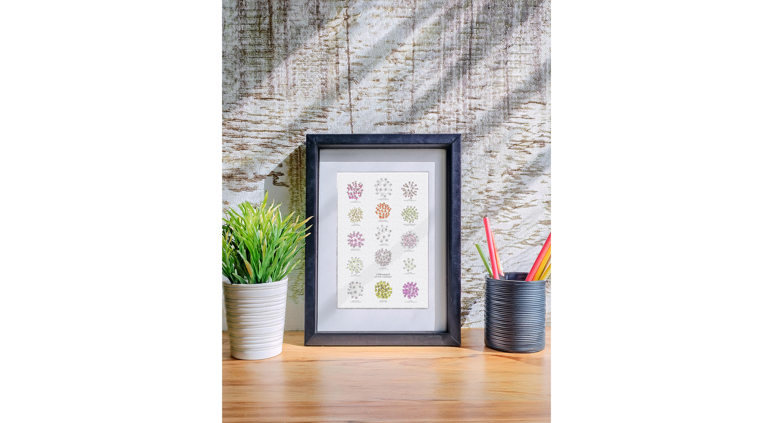 zoomed out 5x7 milkweed - mw.png