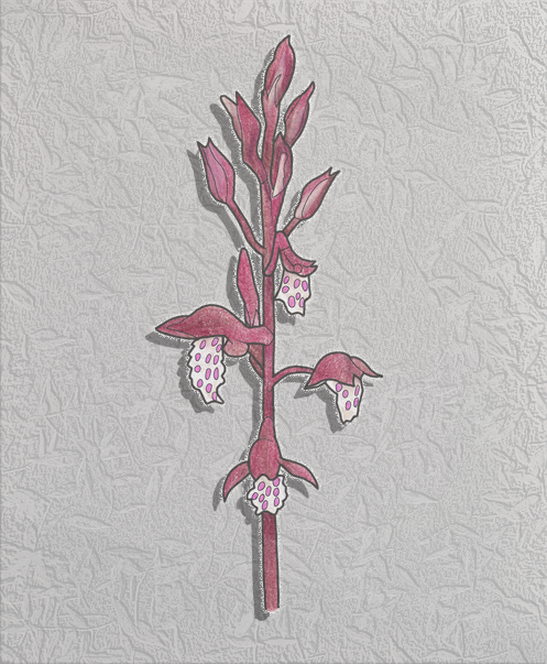 spring coral root.png